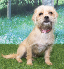 Border Terrier Dogs for adoption in Denver, CO, USA