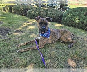 Boxer-Neapolitan Mastiff Mix Dogs for adoption in Stanwood, WA, USA