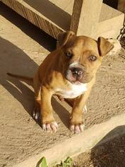 Medium Photo #1 American Staffordshire Terrier Puppy For Sale in Minneapolis, MN, USA