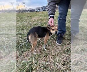Chihuahua-Unknown Mix Dogs for adoption in Louisville, KY, USA