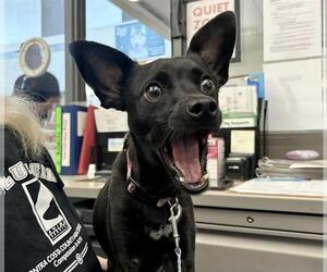 Mutt Dogs for adoption in Martinez, CA, USA