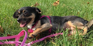 Dachshund Dogs for adoption in Towson, MD, USA