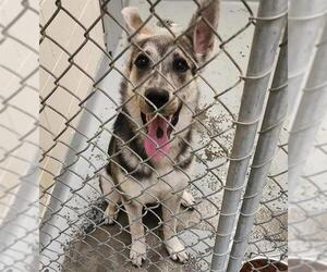 Huskies -Unknown Mix Dogs for adoption in Anchorage, AK, USA