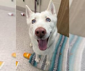 Huskies -Unknown Mix Dogs for adoption in Fort Collins, CO, USA