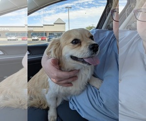 Dorgi Dogs for adoption in Grafton, WI, USA