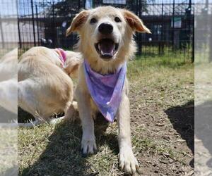 Mutt Dogs for adoption in San Antonio, TX, USA
