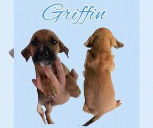 Basset Hound-Unknown Mix Dogs for adoption in Deepwater, NJ, USA