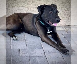 Mutt Dogs for adoption in Phoenix, AZ, USA