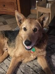 Small Airedale Terrier-German Shepherd Dog Mix
