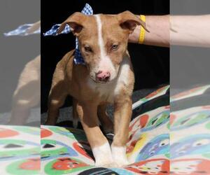 Labrador Retriever Dogs for adoption in Bandera, TX, USA