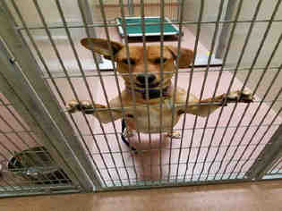 Cardigan Welsh Corgi Dogs for adoption in Ogden, UT, USA