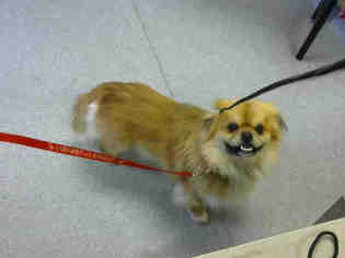 Pekingese Dogs for adoption in Louisville, KY, USA