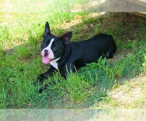 American Boston Bull Terrier Dogs for adoption in Louisville, KY, USA
