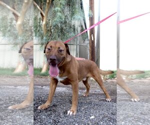 American Pit Bull Terrier-Unknown Mix Dogs for adoption in El Centro, CA, USA