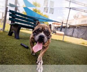 American Pit Bull Terrier Dogs for adoption in Orlando, FL, USA