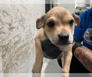 German Shepherd Dog-Unknown Mix Dogs for adoption in San Bernardino, CA, USA