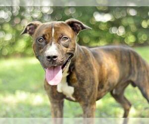 American Pit Bull Terrier-Labrador Retriever Mix Dogs for adoption in Tavares, FL, USA