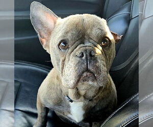 French Bulldog Dogs for adoption in Brooklyn Center, MN, USA