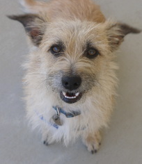 Norwich Terrier-Unknown Mix Dogs for adoption in Tehachapi, CA, USA