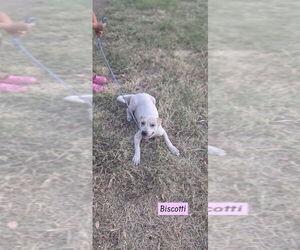 Labrador Retriever-Unknown Mix Dogs for adoption in Brewster, NY, USA