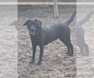 Labrador Retriever-Unknown Mix Dogs for adoption in Munford, TN, USA