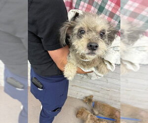 Maltese Dogs for adoption in San Bernardino, CA, USA