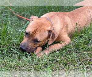 Mastiff-Unknown Mix Dogs for adoption in Germantown, OH, USA