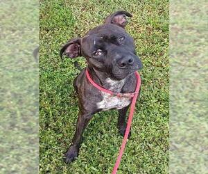American Staffordshire Terrier Dogs for adoption in Fort Lauderdale, FL, USA