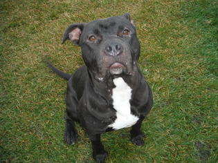 Puppyfinder Com View Ad Photo 1 Of Listing American Pit Bull
