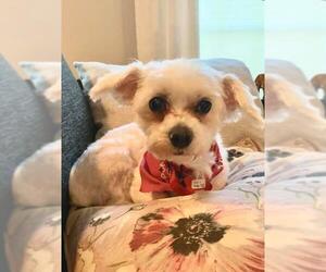 Maltese Dogs for adoption in Pawtucket, RI, USA