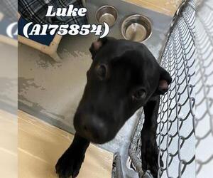 American Pit Bull Terrier Dogs for adoption in Tulsa, OK, USA