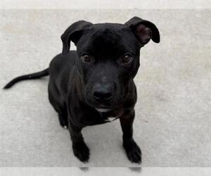 Mutt Dogs for adoption in Tulsa, OK, USA