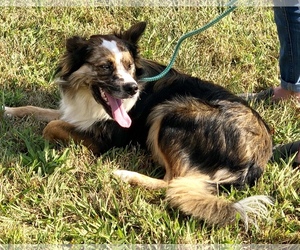 Border-Aussie Dogs for adoption in Crossville, TN, USA