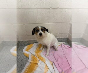 ShiChi Dogs for adoption in Naples, FL, USA