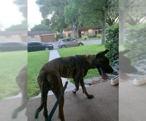 Great Dane Dogs for adoption in San Antonio, TX, USA