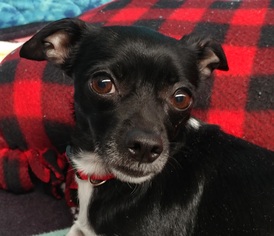 Chihuahua Dogs for adoption in Greenville, IL, USA