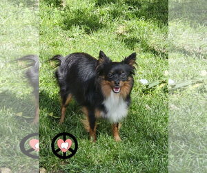 Jack-A-Ranian Dogs for adoption in Lebanon, PA, USA