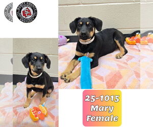 Mutt Dogs for adoption in Georgetown, KY, USA