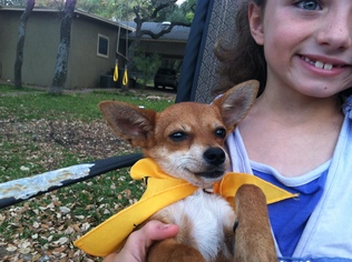 Chiweenie Dogs for adoption in BOERNE, TX, USA