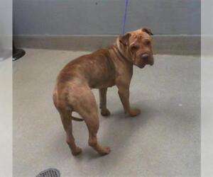 Chinese Shar-Pei-Unknown Mix Dogs for adoption in Las Vegas, NV, USA