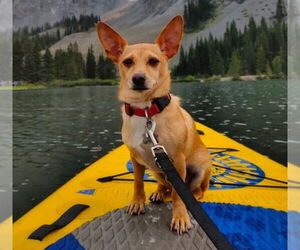 Chihuahua Dogs for adoption in Cuba, NY, USA