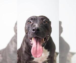 American Staffordshire Terrier Dogs for adoption in Columbus, GA, USA
