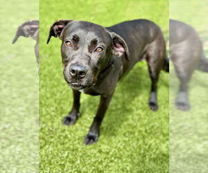 Labrador Retriever-Unknown Mix Dogs for adoption in Hilton Head, SC, USA