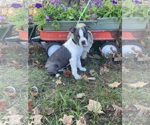 Boston Terrier Dogs for adoption in HOPKINSVILLE/PRINCETON, KY, NH, USA