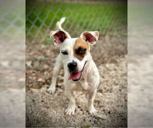 Basset Hound-Jack Russell Terrier Mix Dogs for adoption in Pleasanton, TX, USA