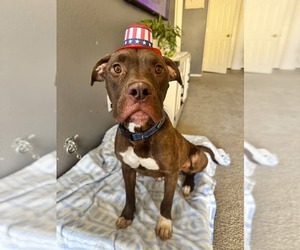 American Pit Bull Terrier-Unknown Mix Dogs for adoption in Chandler, AZ, USA