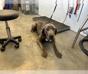 Mastiff Dogs for adoption in Corona, CA, USA