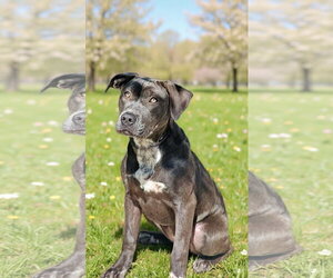 Pointer-Unknown Mix Dogs for adoption in Talladega, AL, USA