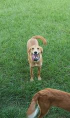 Golden Retriever-Unknown Mix Dogs for adoption in Dothan, AL, USA