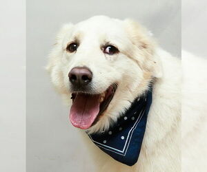 Great Pyrenees Dogs for adoption in Sanford, FL, USA
